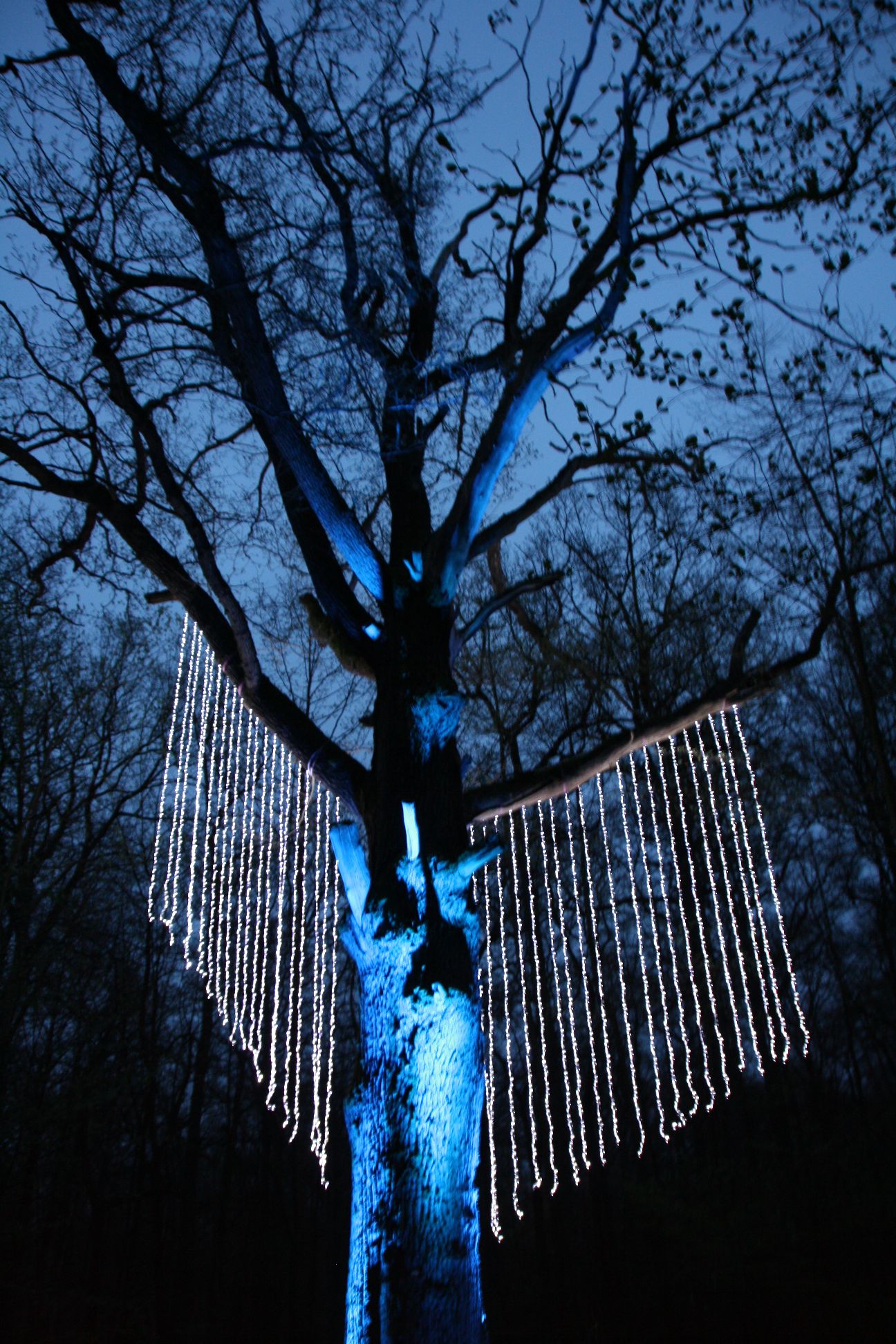 waldlichter20120426_62