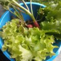 03.07. Zwei Radieschen und einige Salatblätter - die erste Ernte kann sich schmecken lassen!