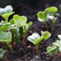 06.06.: Die Radieschen sprießen im Balkonkasten.