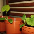 06.06.: Die Zucchini strecken sich ebenfalls der Sonne entgegen.