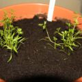 06.06.: Auch die Möhren hat es auf den Balkon verschlagen.