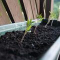 06.06. Die Tomaten schnuppern frische Luft.