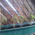 19.06.: Die Tomaten erhalten Stäbe zur Unterstützung.