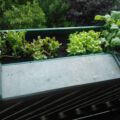 19.06.: Man kann Salat und Radieschengrün erkennen!