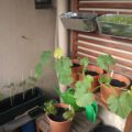 19.06.: Die Zucchini teilen sich ein Brett, die Möhren und Tomaten haben viel Platz und Sonne.