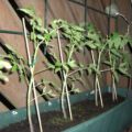 27.06. Die Tomaten wachsen und gedeihen!