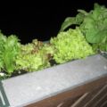 27.06. Lange kann es mit der Salaternte nicht mehr dauern...