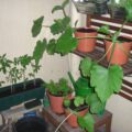 27.06. Eine Zucchini wandert bereits eine Etage tiefern, um Platz zu schaffen. Hier leben auch die Möhren und weitere Tomaten.