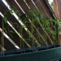 07.07. Anbindestufe 2 ist bei den Tomaten erreicht.
