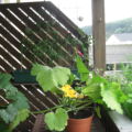 20.07. Die Zucchini hat erneut eine gelbe Blüte vorzuweisen.