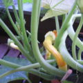 24.07. Da wächst eine gelbe Zucchini!