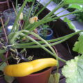 29.07. Zucchiniernte