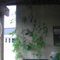 03.08. Hey, Tomaten, wo wollt ihr denn noch hin??