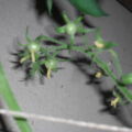 07.08. Da wachsen Tomaten!!