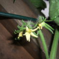 07.08. Da wachsen noch mehr Tomaten!!