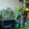 09.07. Die Tomaten wollen ans Licht.