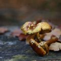 121028_herbsttag10