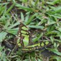 img_0682001