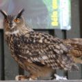 img_9098001