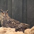 img_9103001