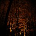 waldlichter20120426_83