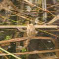 wildwald_01-12