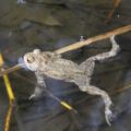wildwald_01-130