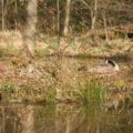 wildwald_01-40