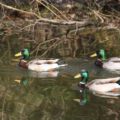 wildwald_01-54