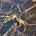 wildwald_01-6