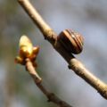 wildwald_01-64