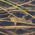 wildwald_01-70
