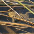 wildwald_01-74