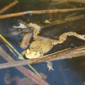 wildwald_01-8