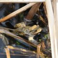 wildwald_01-80