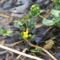 wildwald_01-82