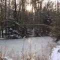 Wildwald Vosswinkel