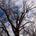 Wildwald Vosswinkel