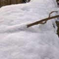 Wildwald Vosswinkel