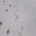 Wildwald Vosswinkel