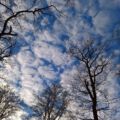 Wildwald Vosswinkel